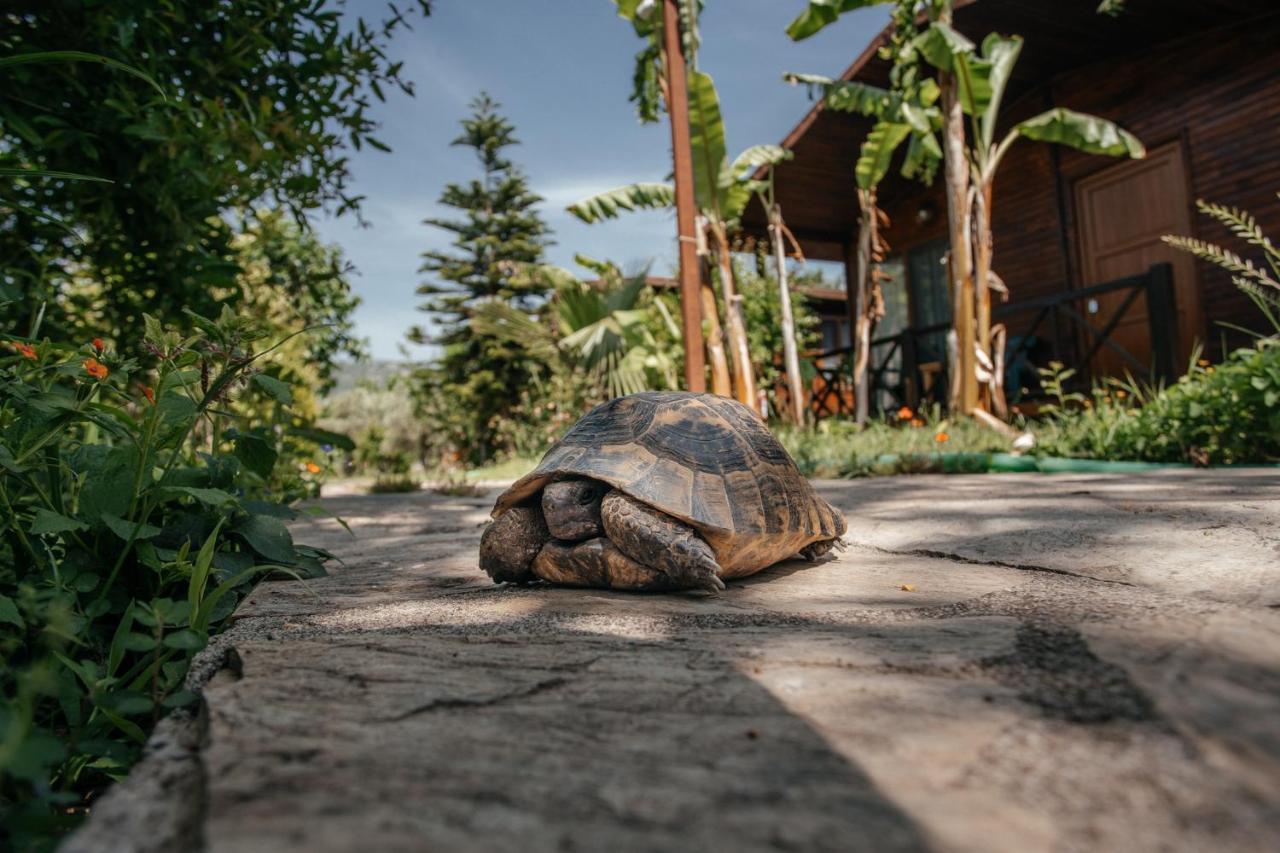 Serenity Bungalows Çıralı Exteriér fotografie